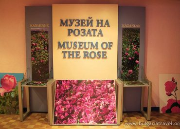 A beautiful display of various rose species at the Museum of the Rose, showcasing the diversity and beauty of these flowers.