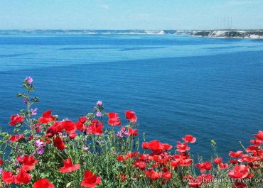 Red poppies bloom on the cliffs of Kavarna