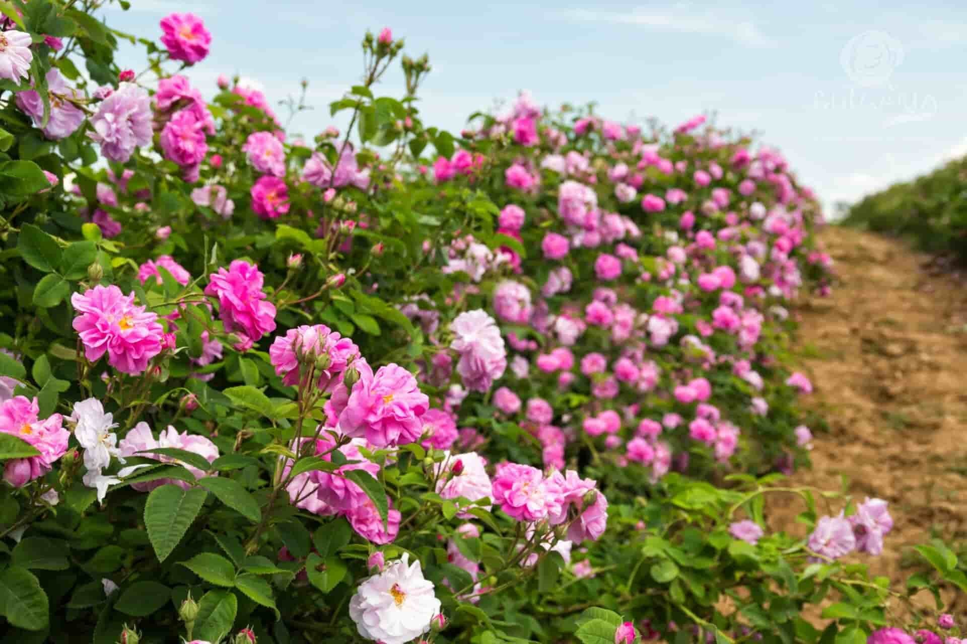 A picturesque countryside scene with a vast field of pink roses, creating a serene and beautiful landscape
