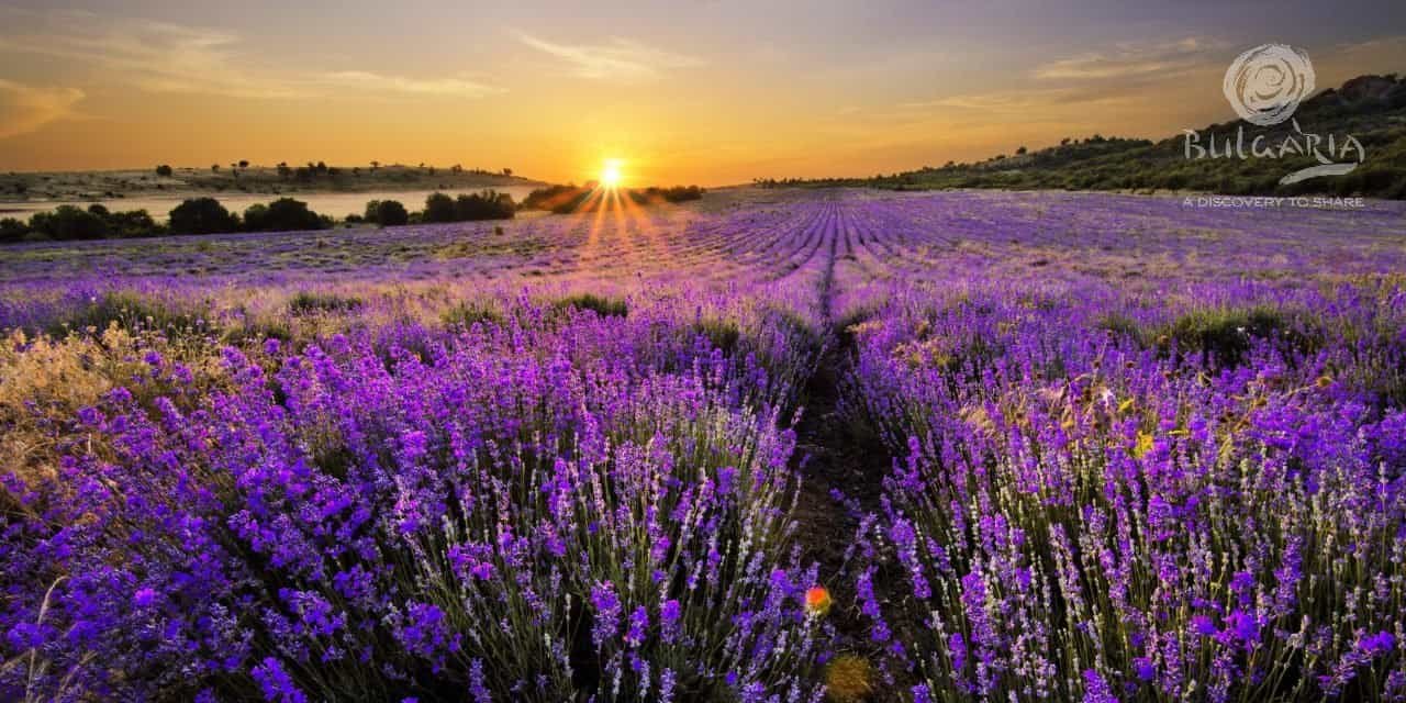 Lavender fields at sunset: A breathtaking view of vibrant purple lavender flowers stretching across the horizon during the golden hour.